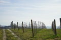 Langhe vineyard in winter near Serralunga d`Alba, Piedmont - Italy Royalty Free Stock Photo
