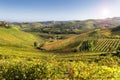 Langhe vineyards of Barbaresco in autumn, Piedmont, Italy