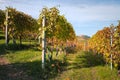 Langhe vineyards hills, La Morra village on the background. Autumn season, orange and yellow colors. Viticulture, Langhe, Italy