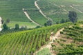 Langhe vineyards in Italy