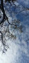 tree, branch, leaf, and sky& x29; Royalty Free Stock Photo