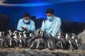 Aquarium workers in masks feed penguins and keep records. Two men in blue uniforms surrounded by many penguins