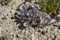 LANGLOISIA SETOSISSIMA SUBSPECIES PUNCTATA - TWENTYNINE PALMS - 042420 A Royalty Free Stock Photo