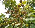 Langon fruits on the tree Royalty Free Stock Photo