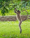 Langoor jumping on a tree Royalty Free Stock Photo