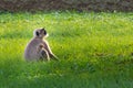 Langoor looking up to the tree for jumping Royalty Free Stock Photo