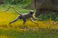 Langoor running for catching its friends Royalty Free Stock Photo