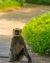 Langoor sitting and blocking the road Royalty Free Stock Photo