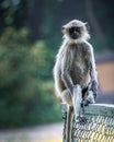 Langoor sitting on a fence and posing for a portrait Royalty Free Stock Photo