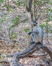 Langoor Targeting Mangoes on a tree Royalty Free Stock Photo