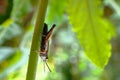 Langosta acrididae small