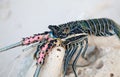 Langouste Royalty Free Stock Photo