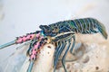 Langouste Royalty Free Stock Photo