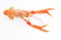 Langoustine isolated. Royalty Free Stock Photo