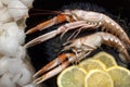 Langoustine or Norwegian Lobster Royalty Free Stock Photo