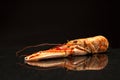 Langoustine on a plate