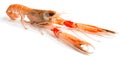 Langoustine Royalty Free Stock Photo
