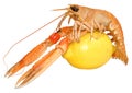 Langoustine Shellfish Royalty Free Stock Photo