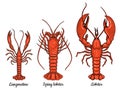 Langoustine, spiny lobster, lobster. Seafood.