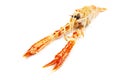 Langoustines Royalty Free Stock Photo