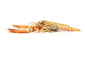 Langoustines Royalty Free Stock Photo