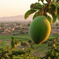 langra mango close up on branch in bihar fields in india landscape sunset Royalty Free Stock Photo