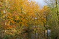 Kleurrijke gele bladeren tijdens herfst in park