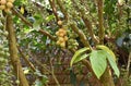 Langsat fruit garden