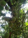 Langsat fruits