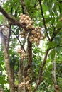 Langsat or lanzones fruit on stem of tree at orchard