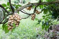 Langsat or lanzones fruit on stem of tree at orchard