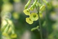 Langsdorff\'s tobacco ( Nicotiana langsdorffii ) flowers.