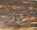 Langstaartgrondscharrelaar, Long-tailed Ground-Roller, Uratelornis chimaera Royalty Free Stock Photo