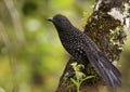 Langstaartmierklauwier, Large-tailed Antshrike, Mackenziaena leachii