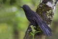 Langstaartmierklauwier, Large-tailed Antshrike, Mackenziaena leachii