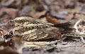 Langstaartnachtzwaluw, Long-tailed Nightjar, Caprimulgus climacurus