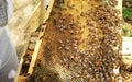 Langstroth Hive Frame with Larva, pollen and Nectar. Royalty Free Stock Photo