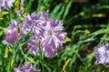 In the language of flowers, pink Dianthus symbolizes courage. Dianthus gratianopolitanus - Cheddar Pink - was chosen as the flower Royalty Free Stock Photo