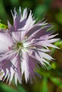 In the language of flowers, pink Dianthus symbolizes courage. Dianthus gratianopolitanus - Cheddar Pink - was chosen as the flower Royalty Free Stock Photo