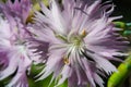 In the language of flowers, pink Dianthus symbolizes courage. Dianthus gratianopolitanus - Cheddar Pink - was chosen as the flower Royalty Free Stock Photo