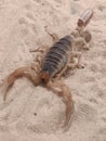 Languedoc scorpion, buthus occitanus on sand. Dangerous and poisonous white skorpion.