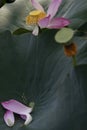 Languish Lotus and drying petal Royalty Free Stock Photo