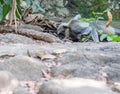 Languor drinking water in a jungle