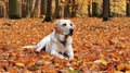 Languorous Labradors Among Rustling Leaves, Made with Generative AI