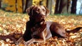 Languorous Labradors Among Rustling Leaves, Made with Generative AI