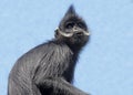 Langur