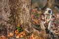 Langur with a cub sits on a tree root in sunset light. Hanuman Langur, Grauer Langur Common langur Presbytis entellus. Langur monk Royalty Free Stock Photo