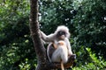 Langur or Dusky leaf monkey is residents in Thailand (Trachypithecus obscurus). Royalty Free Stock Photo