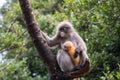 Langur or Dusky leaf monkey is residents in Thailand (Trachypithecus obscurus). Royalty Free Stock Photo