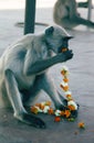 Langur eats flower garland remaining after pilgrims Royalty Free Stock Photo